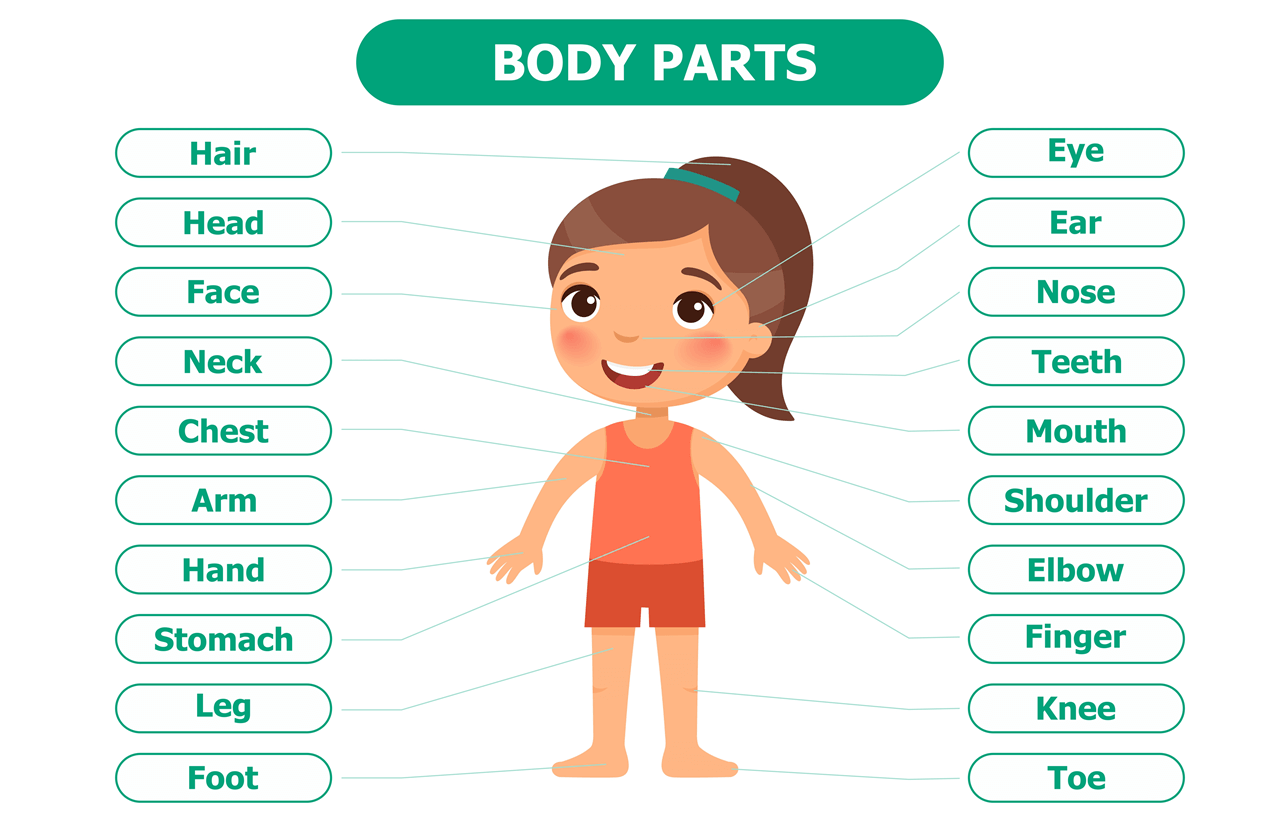 На английском сане. Части тела на английском. Части тела на английском языке для детей. Части тела человека на английском. Части тела на англ для малышей.
